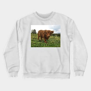 Scottish Highland Cattle Calf 2101 Crewneck Sweatshirt